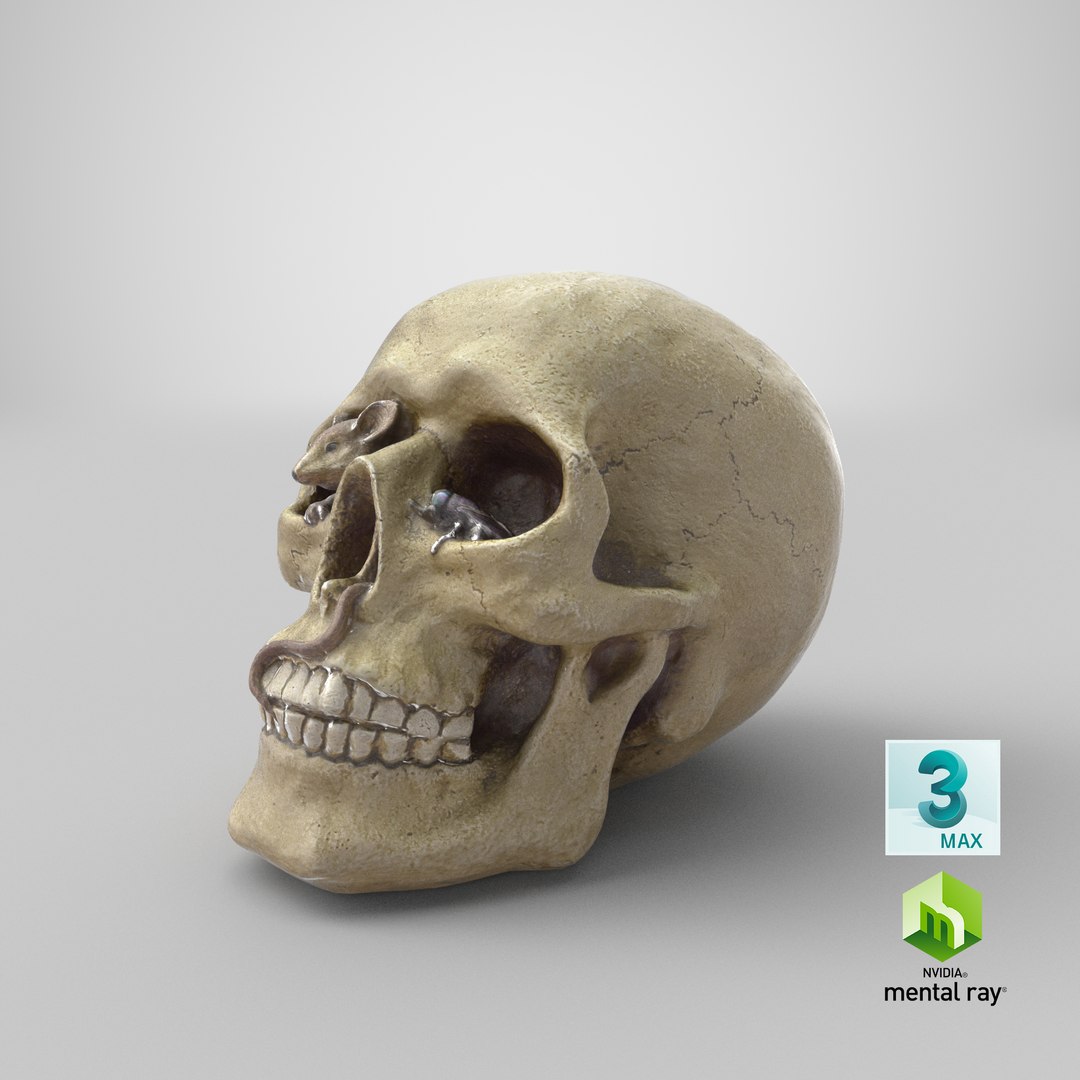 skull moneybox max https://p.turbosquid.com/ts-thumb/s5/BRJXTK/UmZ0uP2a/stemcell_max_mental_ray_render/png/1575494470/1920x1080/fit_q87/ffab3a35e285afc2bdc290e9f03162e3d3962763/stemcell_max_mental_ray_render.jpg