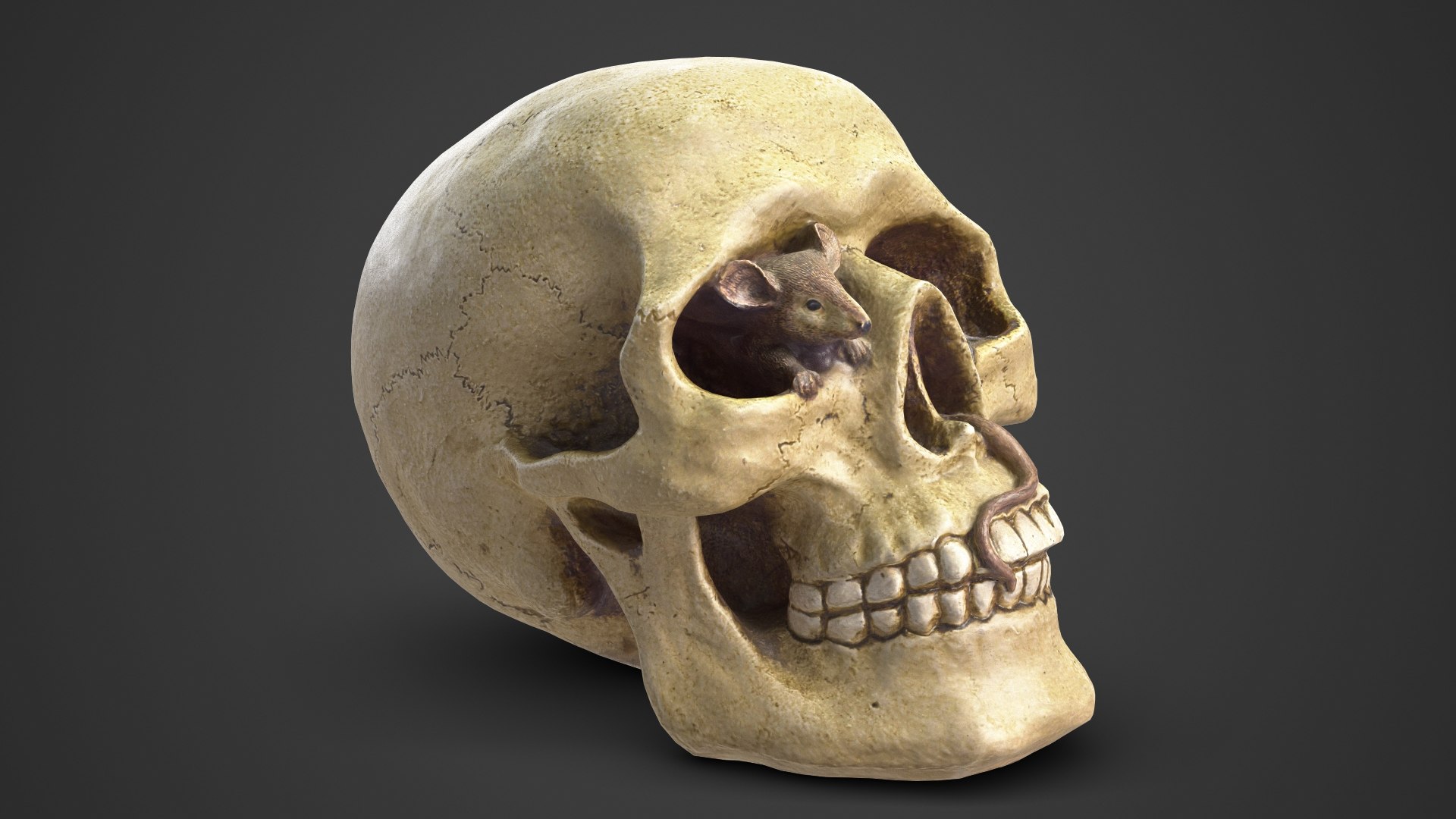 skull moneybox max https://p.turbosquid.com/ts-thumb/s5/BRJXTK/WSfk5ME1/1_beauty_skullmoneybox_camera001_001_dark/jpg/1573724166/1920x1080/fit_q87/a374a14f922fd7417d10c6ce1783eaf978e348fa/1_beauty_skullmoneybox_camera001_001_dark.jpg