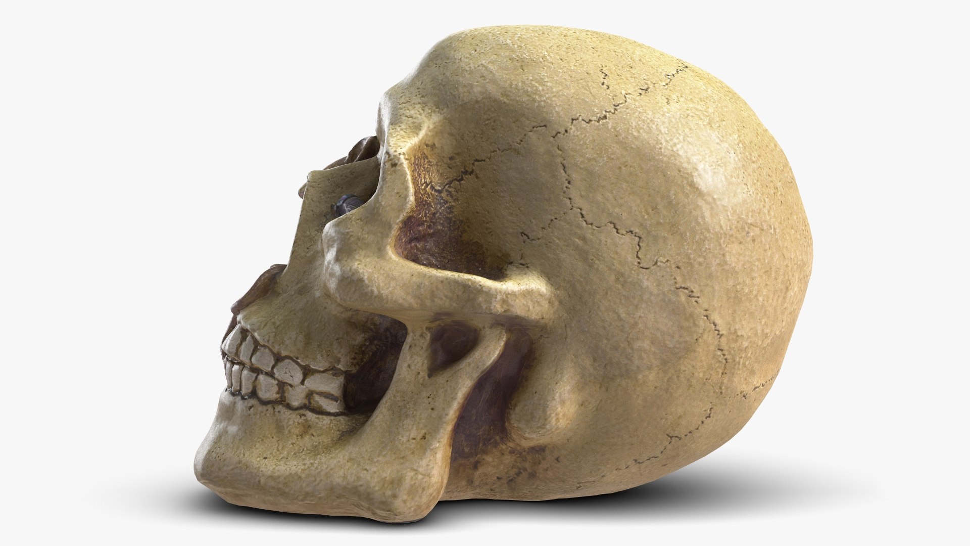 skull moneybox max https://p.turbosquid.com/ts-thumb/s5/BRJXTK/Xyr8AH4L/1_beauty_skullmoneybox_camera005_001/jpg/1573724166/1920x1080/fit_q87/af00ec3227c3271a3aace552e26187a07f93094d/1_beauty_skullmoneybox_camera005_001.jpg