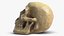 Skull Moneybox