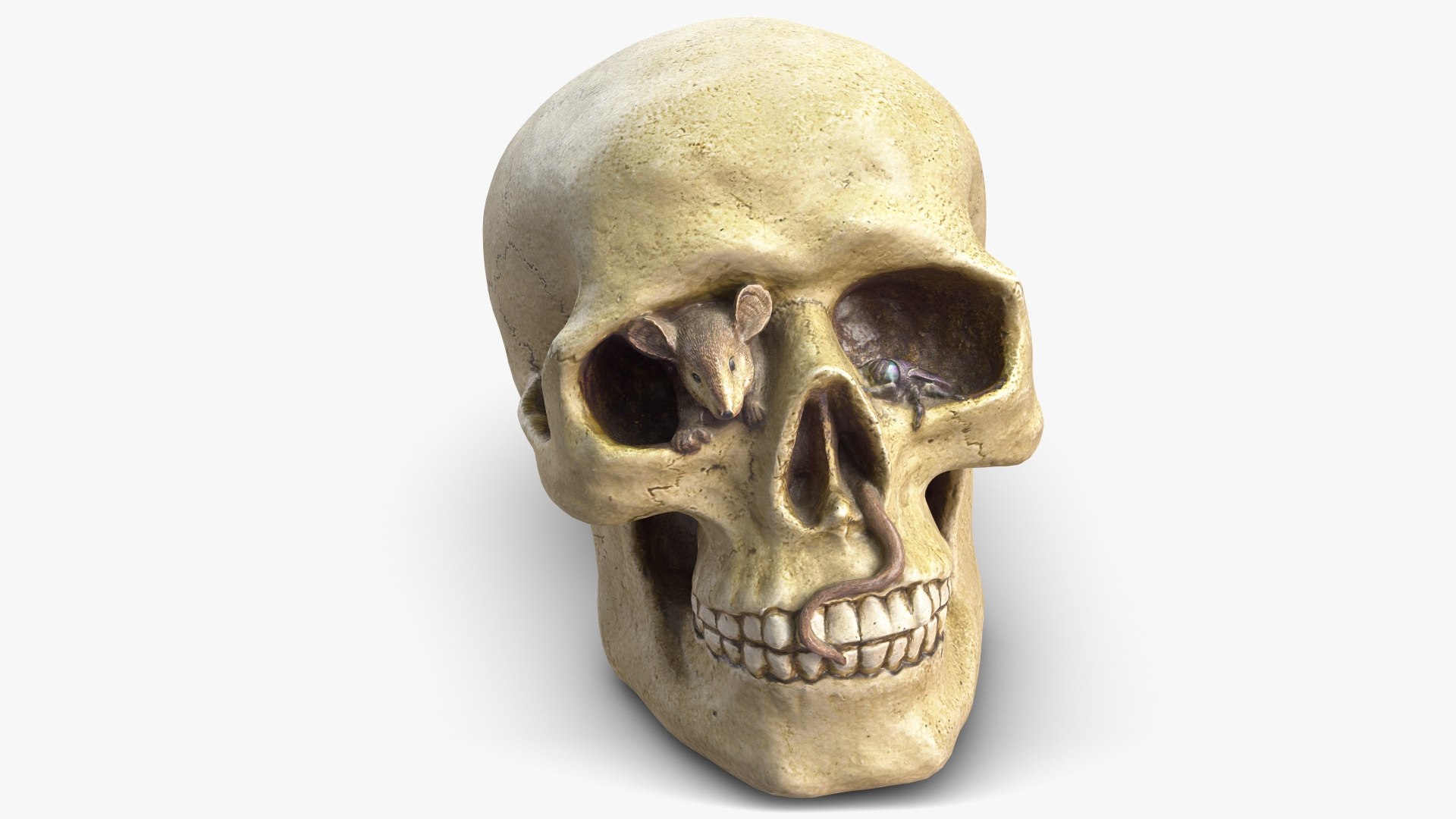 skull moneybox max https://p.turbosquid.com/ts-thumb/s5/BRJXTK/YhKXmMv3/1_beauty_skullmoneybox_camera002_001/jpg/1573724166/1920x1080/fit_q87/4872096b86e72355f510a17888be924351f1a291/1_beauty_skullmoneybox_camera002_001.jpg