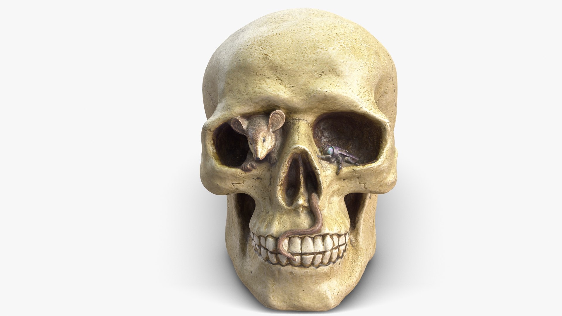 skull moneybox max https://p.turbosquid.com/ts-thumb/s5/BRJXTK/fMQNjpOB/1_beauty_skullmoneybox_camera003_001/jpg/1573724166/1920x1080/fit_q87/62337bcde1488069fd897e82859534163fa86a50/1_beauty_skullmoneybox_camera003_001.jpg