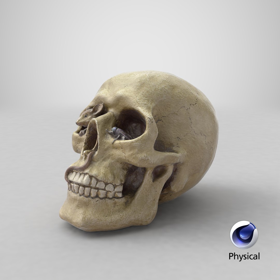 skull moneybox max https://p.turbosquid.com/ts-thumb/s5/BRJXTK/fZredEFZ/stemcell_cinema_4d_physical_render/png/1575494452/1920x1080/fit_q87/b979212c4fcaf327154dd6ddef4ed9f627b3be83/stemcell_cinema_4d_physical_render.jpg