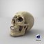 Skull Moneybox