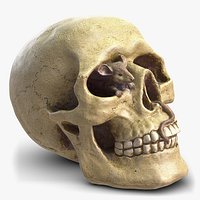 Skull Moneybox