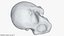 Skull Moneybox