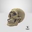 Skull Moneybox