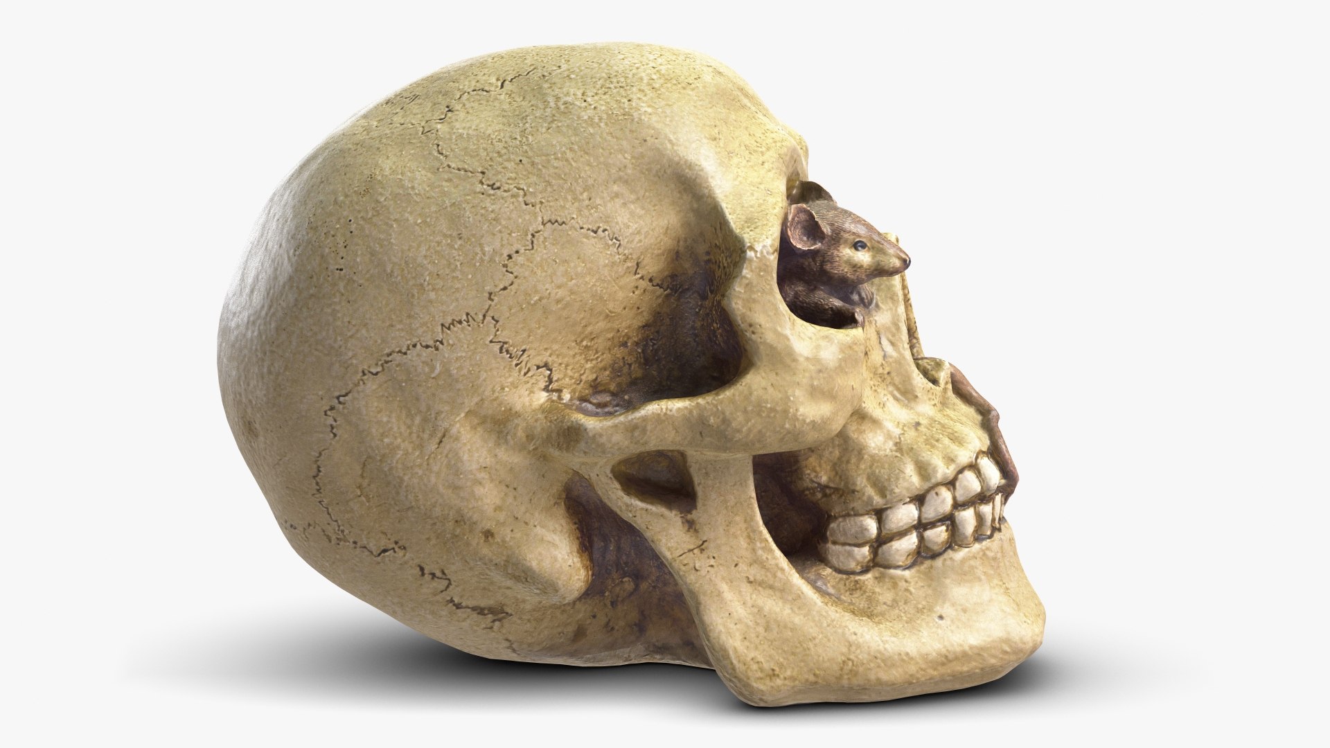 skull moneybox max https://p.turbosquid.com/ts-thumb/s5/BRJXTK/rJqWSVuk/1_beauty_skullmoneybox_camera008_001/jpg/1573724166/1920x1080/fit_q87/7d2890ffcba921db4be82c46f044fa8cba17e82f/1_beauty_skullmoneybox_camera008_001.jpg