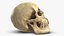 Skull Moneybox