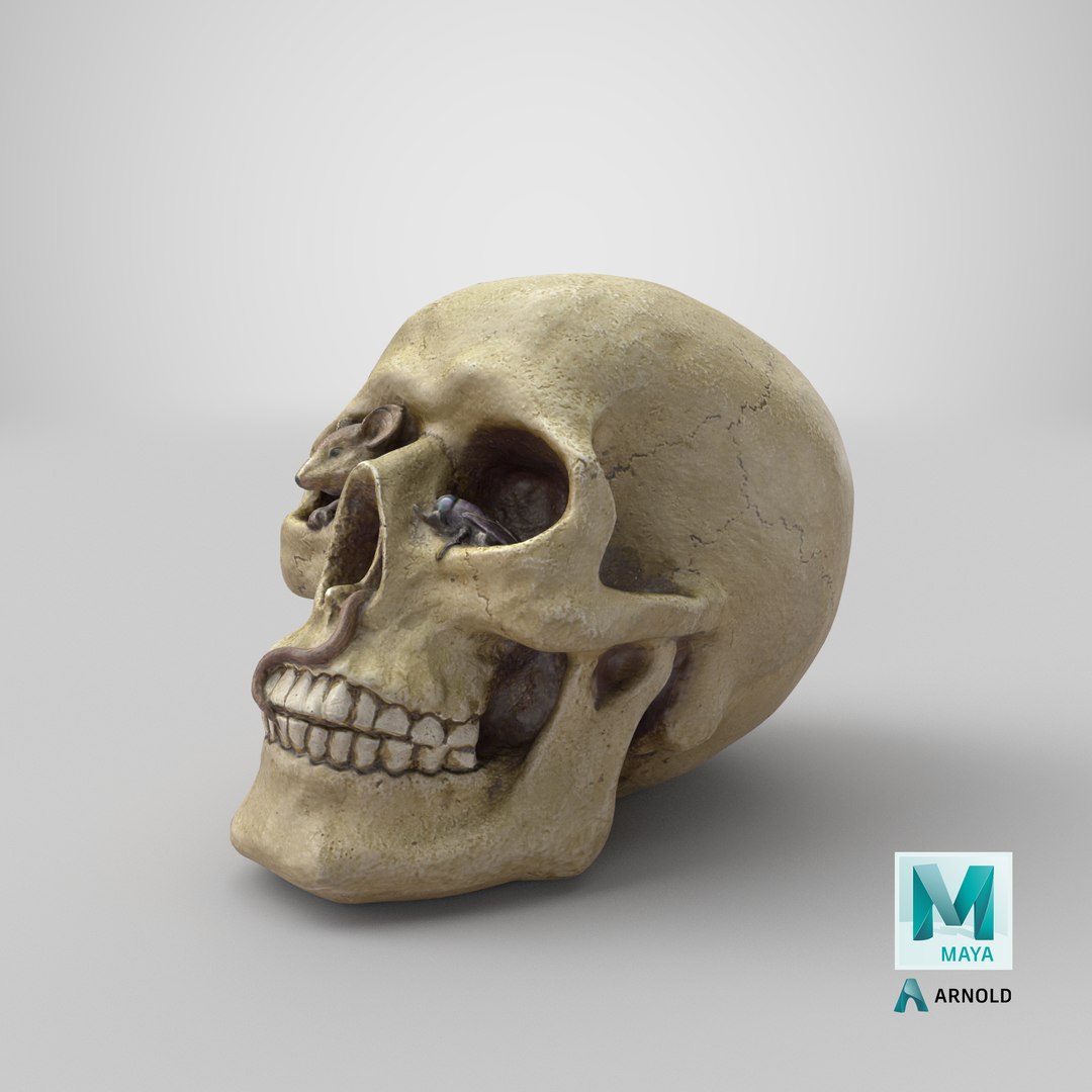 skull moneybox max https://p.turbosquid.com/ts-thumb/s5/BRJXTK/sFFFNxw2/stemcell_maya_arnold_render/png/1575494478/1920x1080/fit_q87/170e55e965dbc68eab0dec278eb8ba9c393b1a64/stemcell_maya_arnold_render.jpg