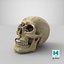 Skull Moneybox