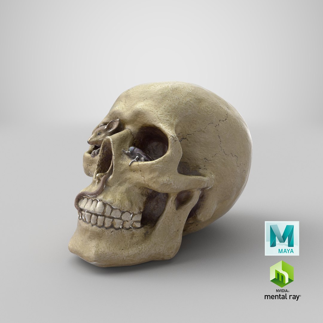 skull moneybox max https://p.turbosquid.com/ts-thumb/s5/BRJXTK/u22j2mS1/stemcell_maya_mental_ray_render/png/1575494482/1920x1080/fit_q87/34e221ff0d34ccba6527822adc4ec4f64fc4b7dc/stemcell_maya_mental_ray_render.jpg