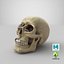 Skull Moneybox