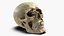 Skull Moneybox