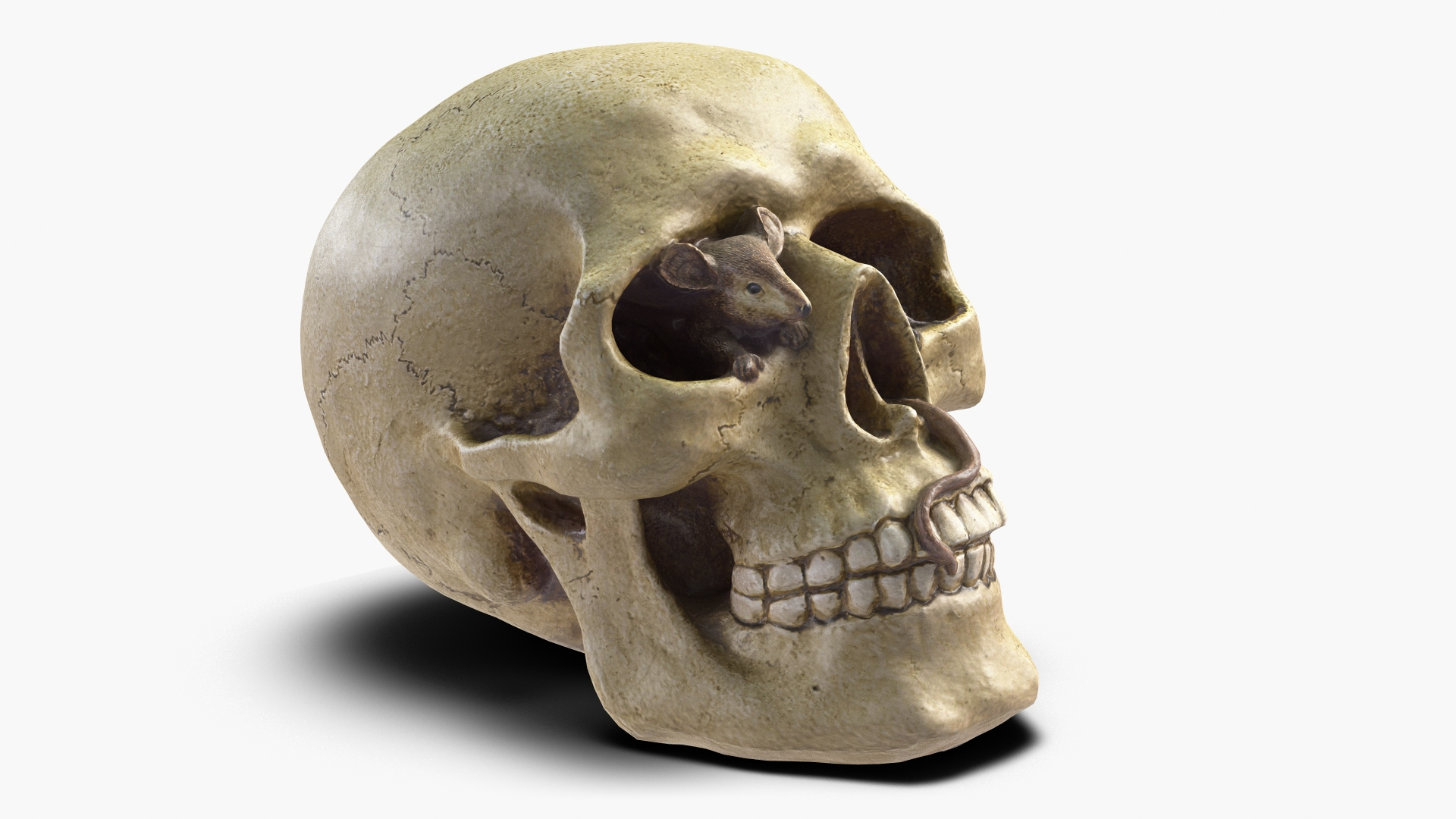 skull moneybox max https://p.turbosquid.com/ts-thumb/s5/BRJXTK/wUoawkxL/skullmoneybox/jpg/1573724598/1920x1080/turn_fit_q99/14b57a850514a86adff6e96e45ae0120c0e174d0/skullmoneybox-1.jpg