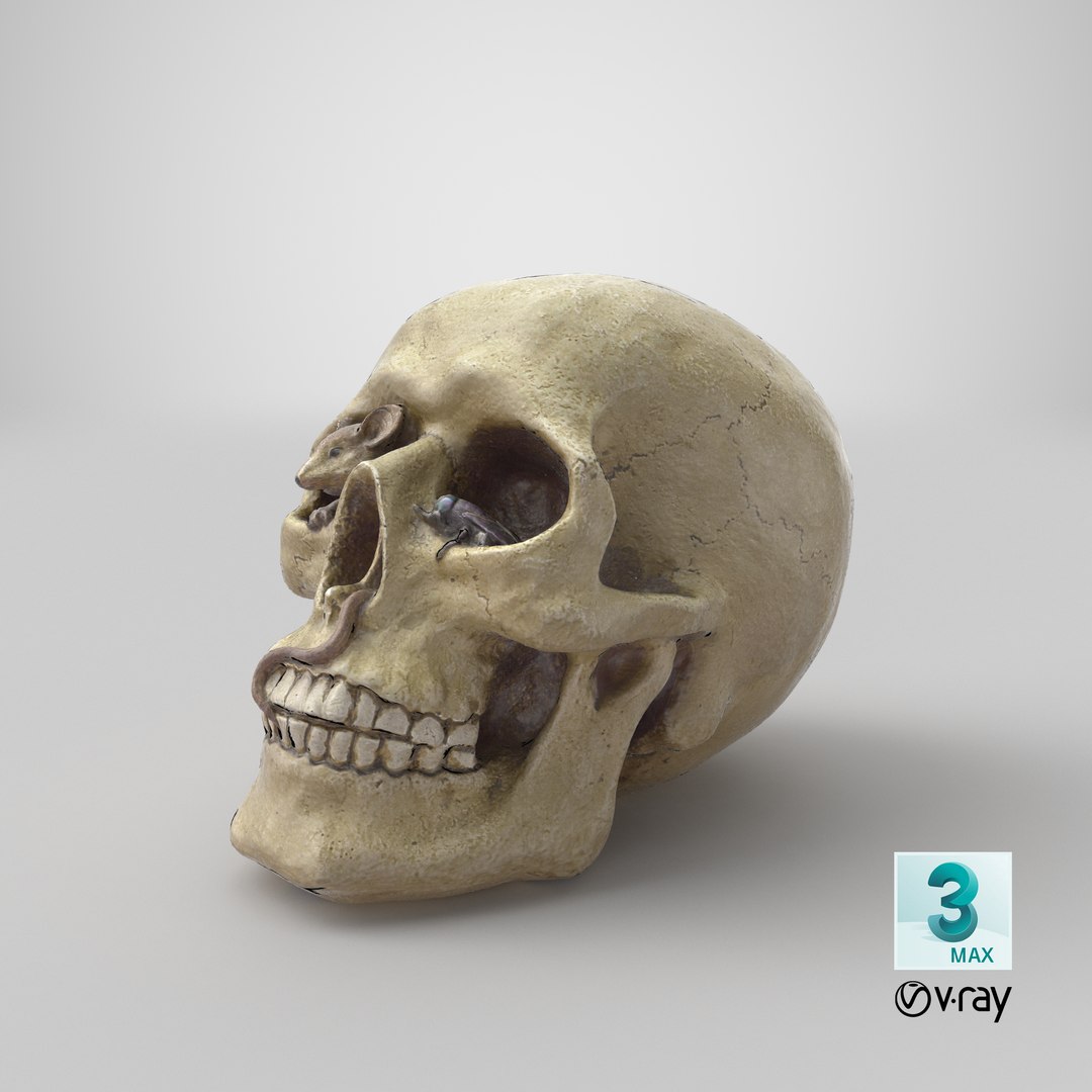 skull moneybox max https://p.turbosquid.com/ts-thumb/s5/BRJXTK/whA9Qwrd/stemcell_max_vray_render/png/1575494474/1920x1080/fit_q87/970abce71de4afd996626146880a6b5bd6f59813/stemcell_max_vray_render.jpg