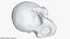 Skull Moneybox