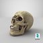 Skull Moneybox