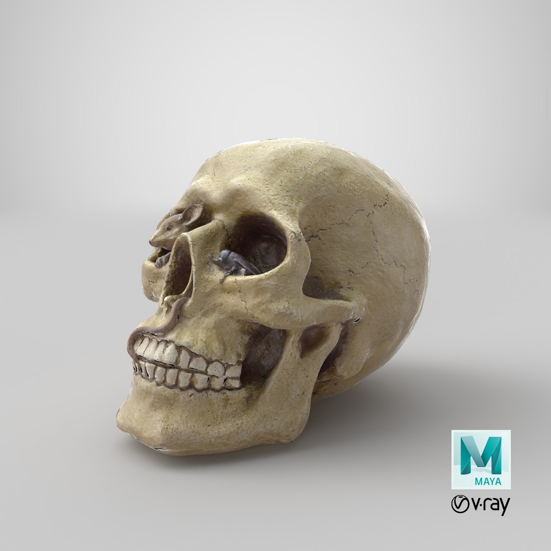 skull moneybox max https://p.turbosquid.com/ts-thumb/s5/BRJXTK/zmLQ6lG2/stemcell_maya_vray_render/png/1575494486/1920x1080/fit_q87/169e3e325feb9eae066006a839969b46df284e72/stemcell_maya_vray_render.jpg