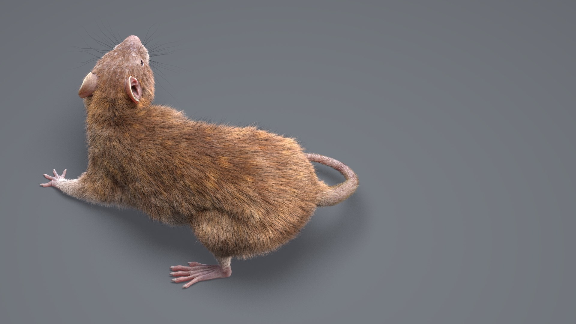 Rat Rigged Fur Animations 3D Model - TurboSquid 1503369