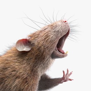 Rat Fur Rigged 2