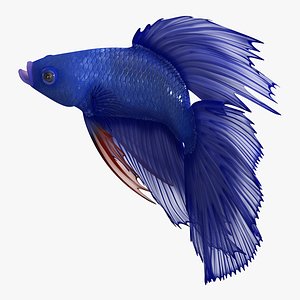 3D blue betta fish rigged