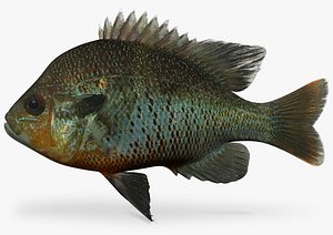 Lepomis Auritus small