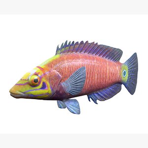 3D model Mystery Wrasse Fish
