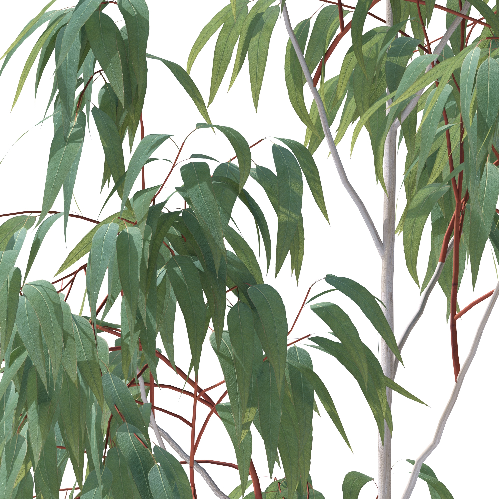 eucalyptus pauciflora young trees3d模型