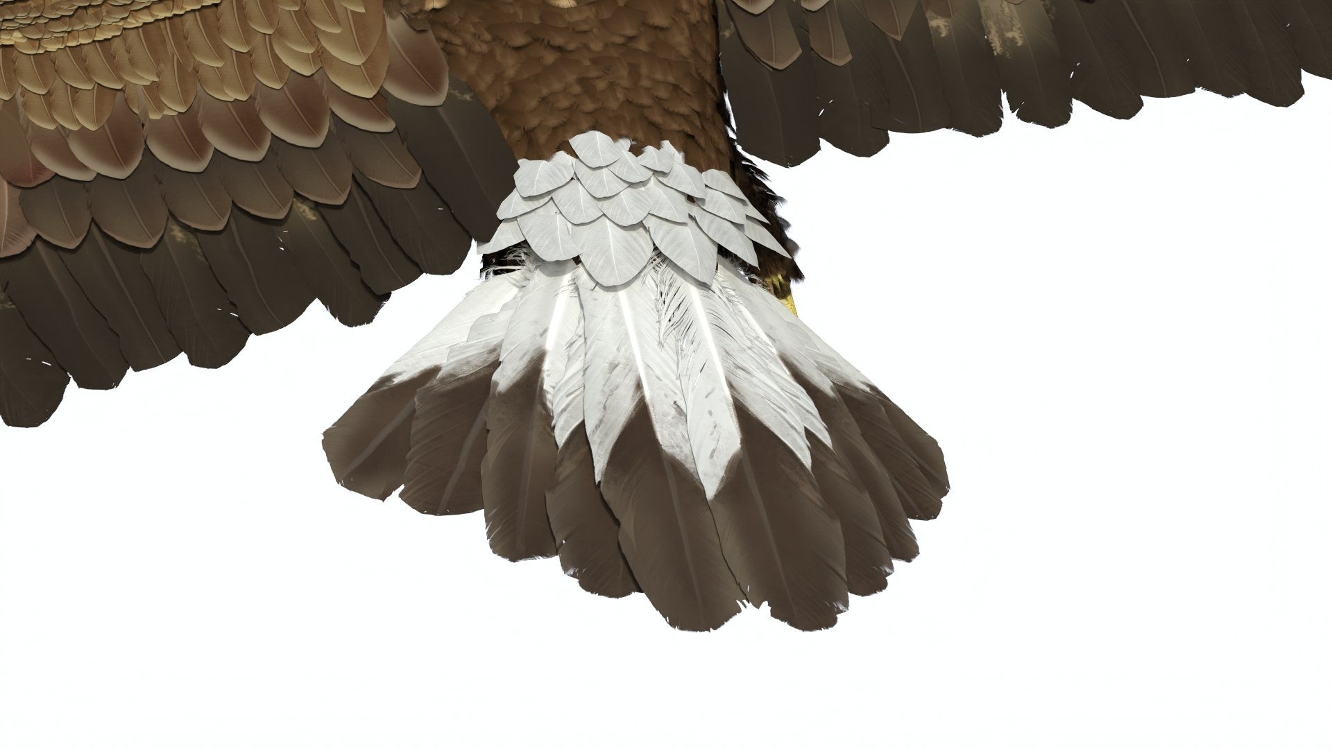 3D Realistic Flying Gurney Eagle https://p.turbosquid.com/ts-thumb/s5/PwhiyY/Sm/realisticflyinggurneyeagle3dmodel015/jpg/1720041316/1920x1080/fit_q87/4664be2f7dcb4ca5af658b1a4cf5807729935c0f/realisticflyinggurneyeagle3dmodel015.jpg