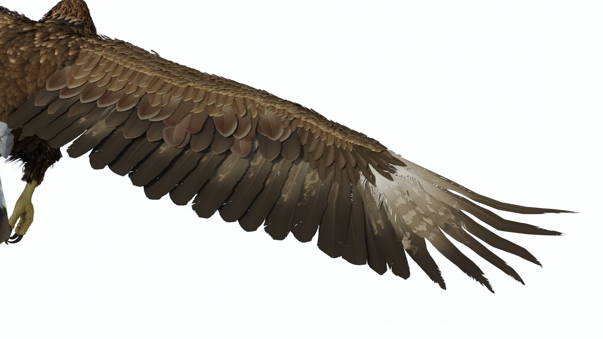 3D Realistic Flying Gurney Eagle https://p.turbosquid.com/ts-thumb/s5/PwhiyY/ZS/realisticflyinggurneyeagle3dmodel013/jpg/1720041303/1920x1080/fit_q87/41b678ca2cc3d66841da066f20a4524d30284d34/realisticflyinggurneyeagle3dmodel013.jpg
