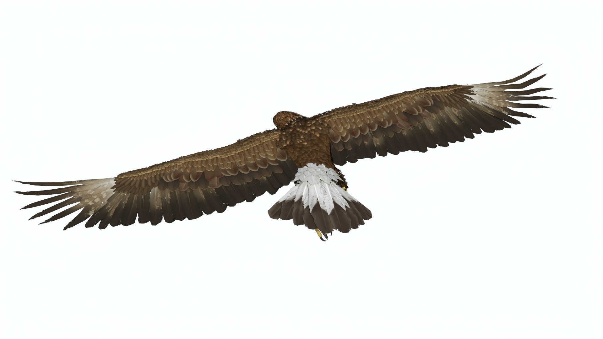 3D Realistic Flying Gurney Eagle https://p.turbosquid.com/ts-thumb/s5/PwhiyY/on/realisticflyinggurneyeagle3dmodel008/jpg/1720041269/1920x1080/fit_q87/efc106d48bd761e0419604787b0533802b4fab55/realisticflyinggurneyeagle3dmodel008.jpg
