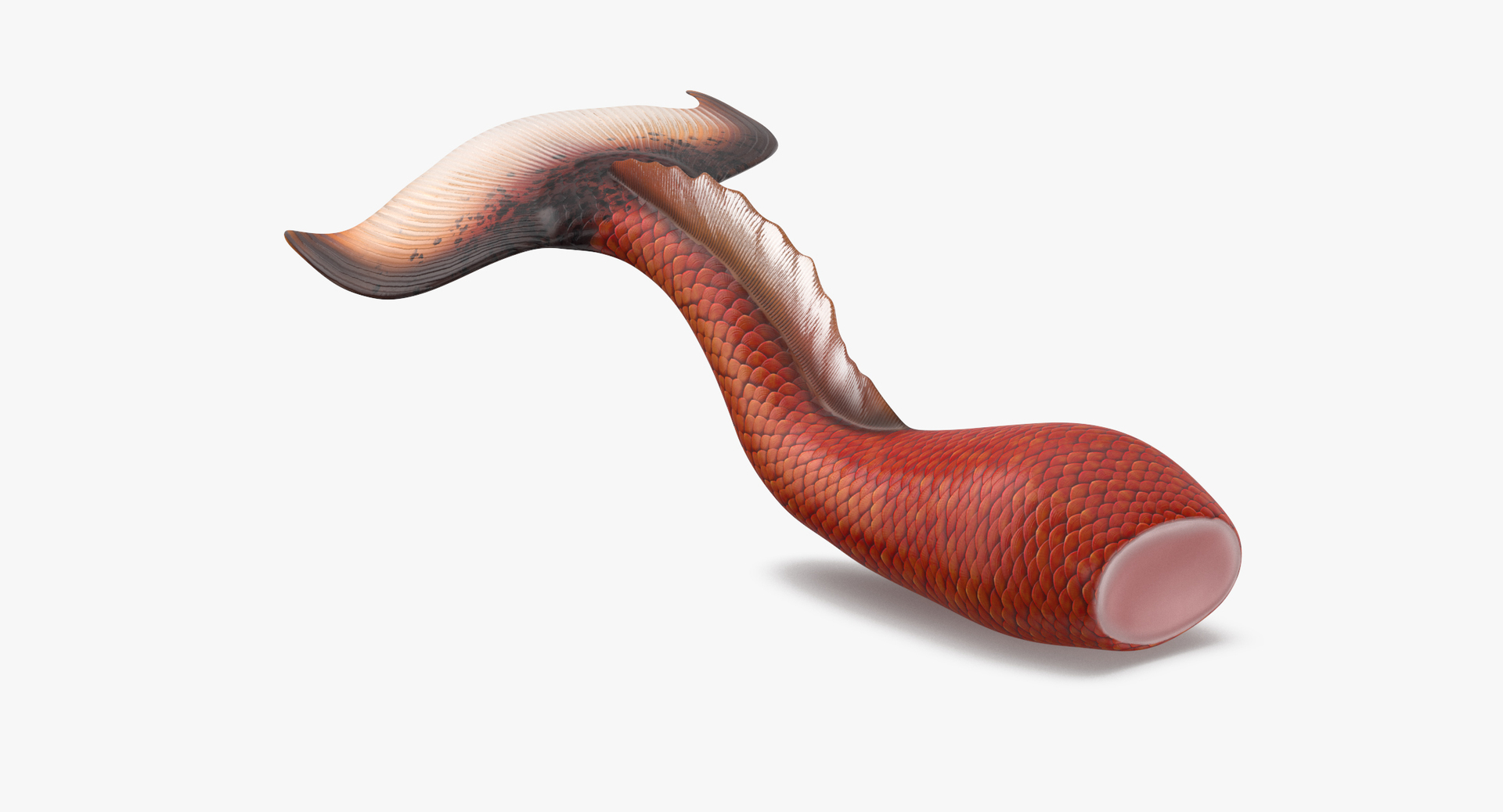 3D mermaid tail 01 swimming https://p.turbosquid.com/ts-thumb/s5/UsONws/3SlZrZo1/0000/jpg/1516009875/1920x1080/turn_fit_q99/8166fecf4bba7fd19c2254b872dcd72781293623/0000-1.jpg