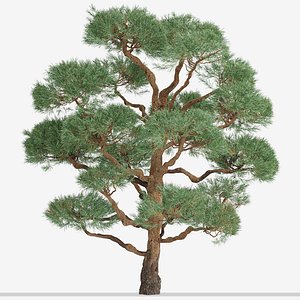 3D Set of Pinus Sylvestris or Waldkiefer Trees - 2 Trees