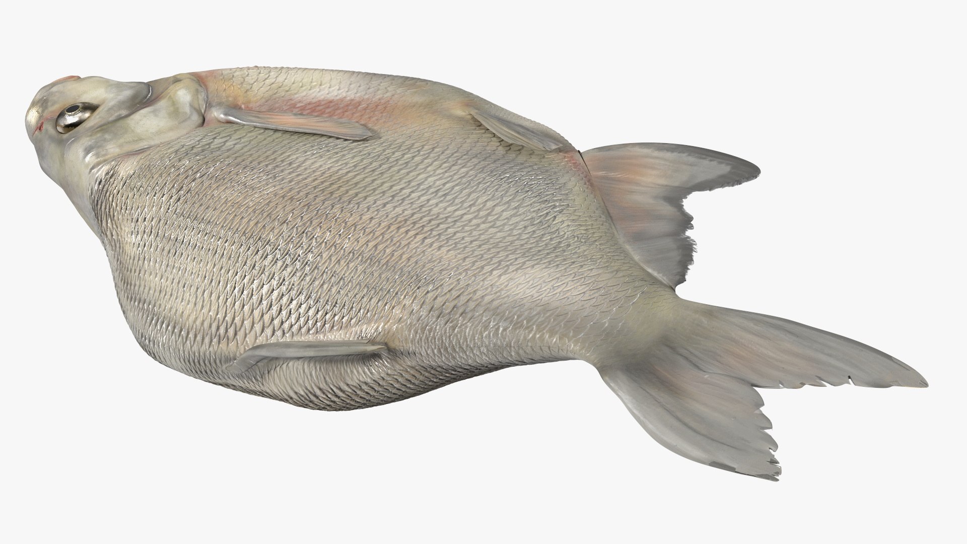 3D Fresh Caught Lying Silver Bream Fish model - TurboSquid 2158208