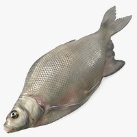 Fresh Caught Lying Silver Bream Fish