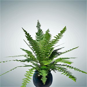 Fern Low Poly
