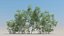 50 trees 3D model