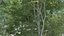 50 trees 3D model