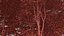 50 trees 3D model