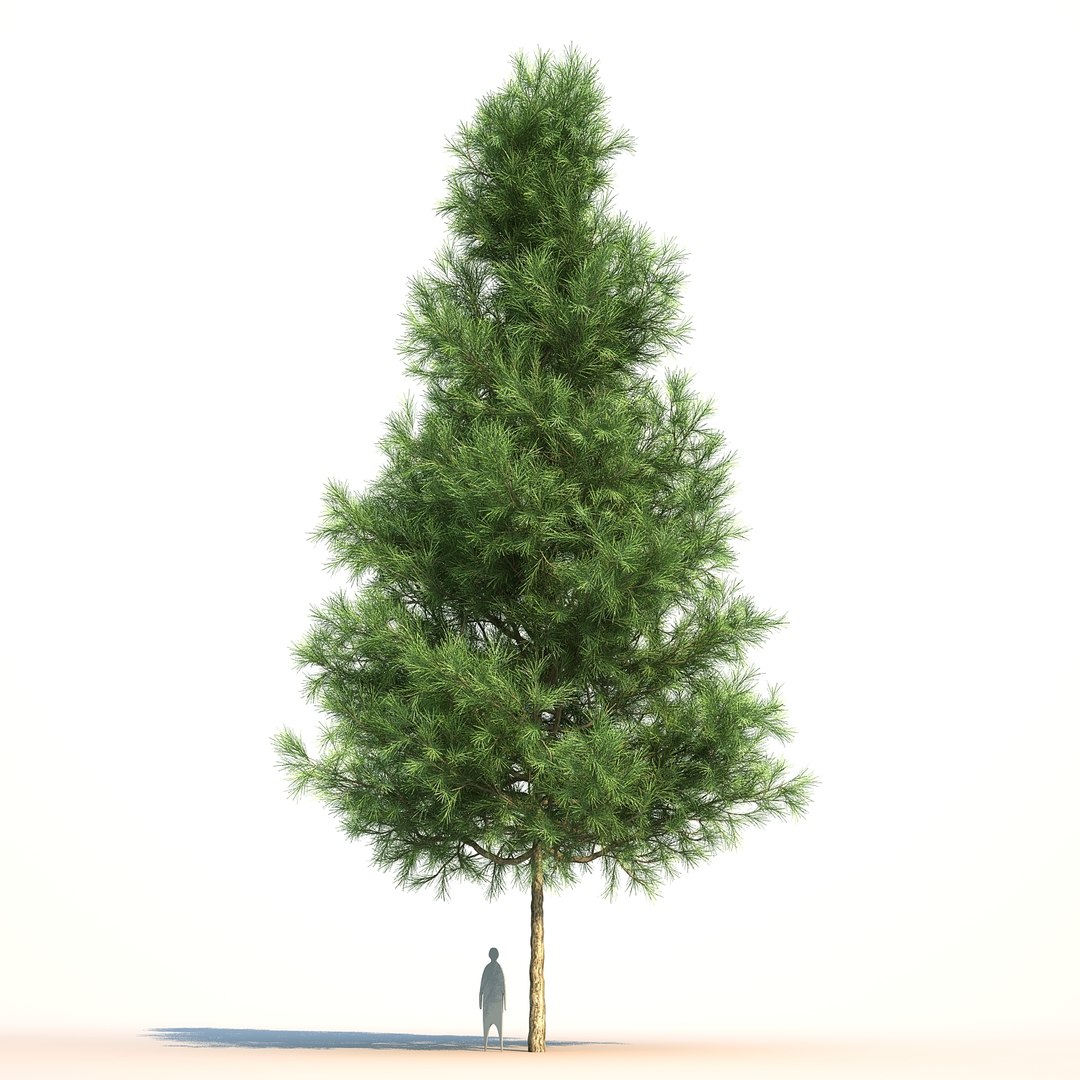 3D model pinus canariensis https://p.turbosquid.com/ts-thumb/s5/rhuCTB/4kserQJA/pinuscanariensis_03/jpg/1501992595/1920x1080/fit_q87/6e232175e44d1eeb16b9d7b54ae5a06d996b73c5/pinuscanariensis_03.jpg