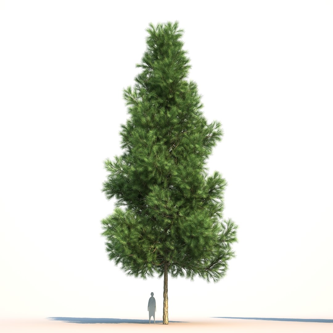 3D model pinus canariensis https://p.turbosquid.com/ts-thumb/s5/rhuCTB/63Q8oi51/pinuscanariensis_01/jpg/1501992595/1920x1080/fit_q87/035a1a8e98331681bdfb98069bb61bc4c20c1e81/pinuscanariensis_01.jpg