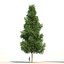 Pinus canariensis