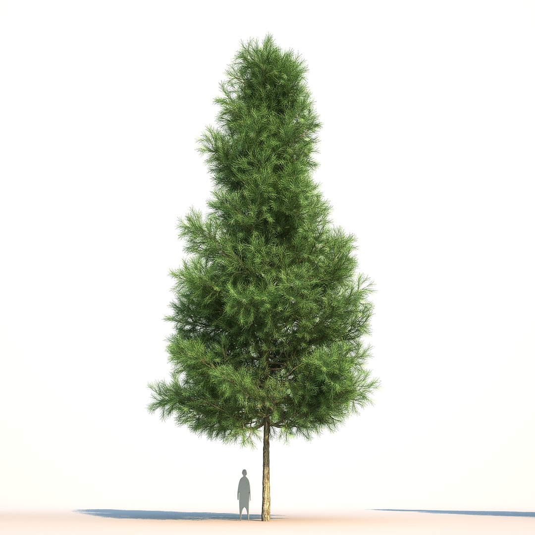 3D model pinus canariensis https://p.turbosquid.com/ts-thumb/s5/rhuCTB/NMHdduND/pinuscanariensis_02/jpg/1501992595/1920x1080/fit_q87/716d6a1bfd236d012371401c14467288fa8fe5a3/pinuscanariensis_02.jpg