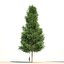 Pinus canariensis