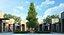 Pinus canariensis