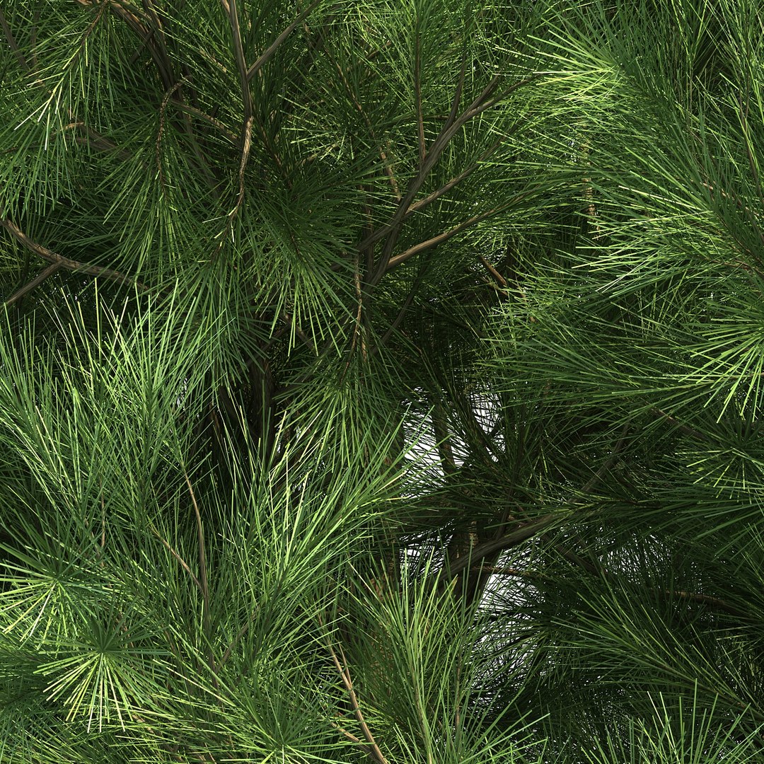3D model pinus canariensis https://p.turbosquid.com/ts-thumb/s5/rhuCTB/rNcVOhoQ/pinuscanariensis_05/jpg/1501992595/1920x1080/fit_q87/bdd7a672607b1252a537328de9baaa596c2e5374/pinuscanariensis_05.jpg