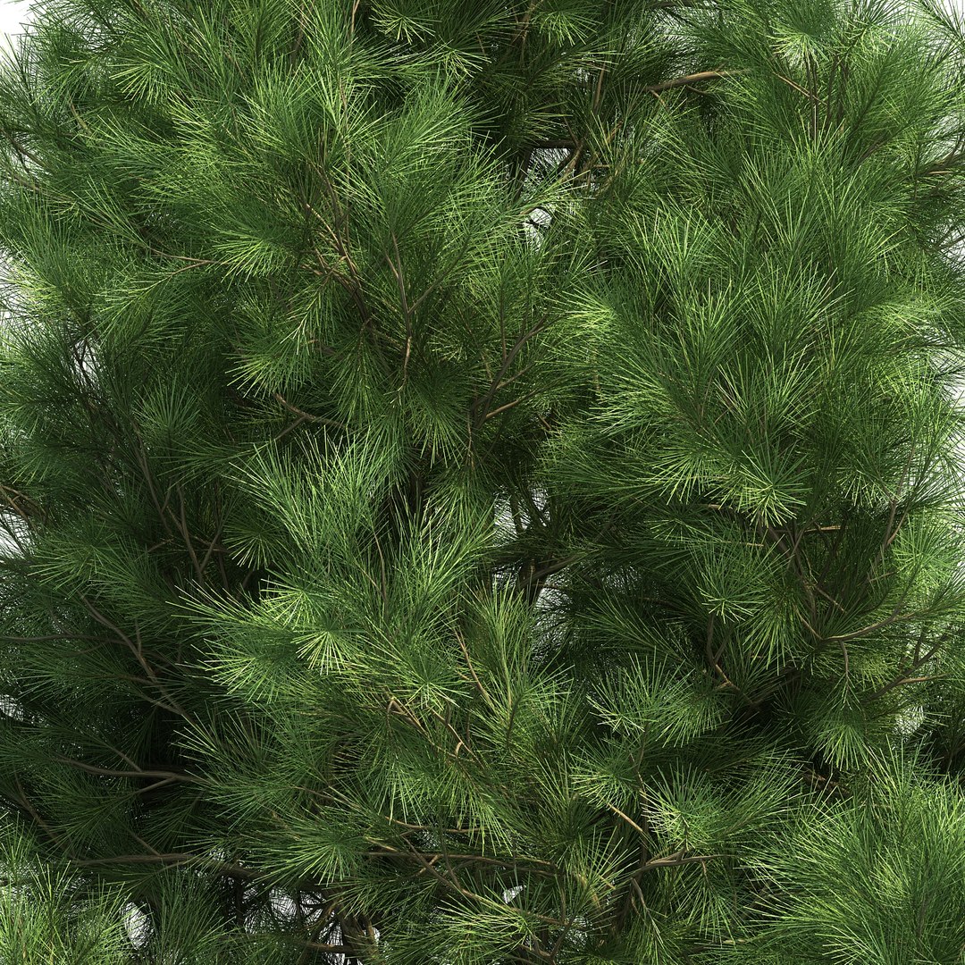 3D model pinus canariensis https://p.turbosquid.com/ts-thumb/s5/rhuCTB/sIxRFHxb/pinuscanariensis_04/jpg/1501992595/1920x1080/fit_q87/40dfd3495d8a601949638148e9f236ec1c309500/pinuscanariensis_04.jpg