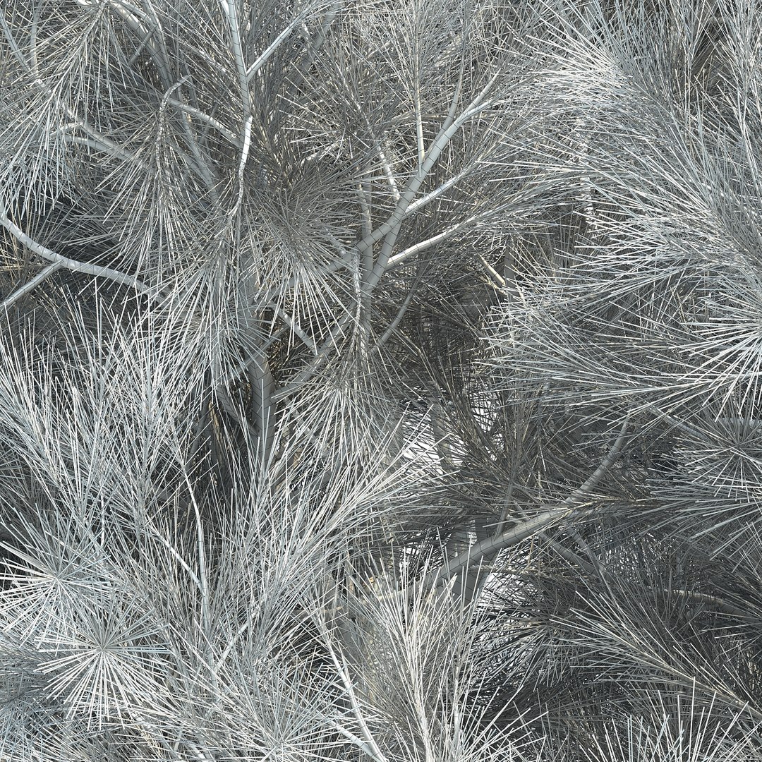 3D model pinus canariensis https://p.turbosquid.com/ts-thumb/s5/rhuCTB/yiCNKe9l/pinuscanariensis_06/jpg/1501992595/1920x1080/fit_q87/37ae2280fe0f7a97a6dc0937341f9024290c1578/pinuscanariensis_06.jpg