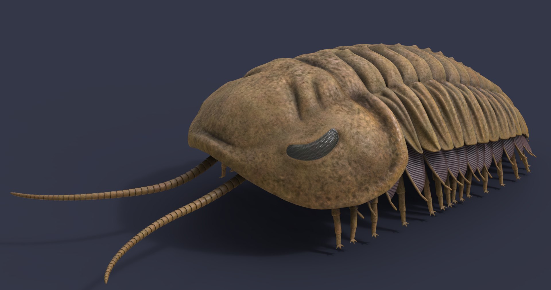 3D Triarthrus Eatoni - TurboSquid 1749749